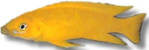 Lemon Cichlid (Neolamprologus leleupi) in side view, bright lemon-yellow all over