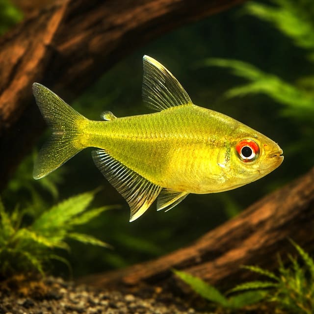 Lemon Tetra (Hyphessobrycon pulchripinnis)