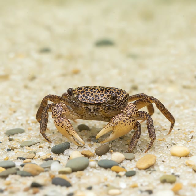 Leopard Crab Parathelphusa pantherina freshwater crab 4-6 cm with dark spotted shell