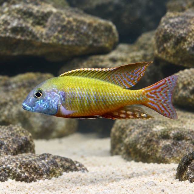 Male Lethrinops albus Kande Island cichlid with a blue-violet face, yellow-gold body and red-edged fins over sand and rocks