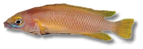 Lilac Leleupi (Neolamprologus leleupi) in side view, with an orange-brown body and yellow fins