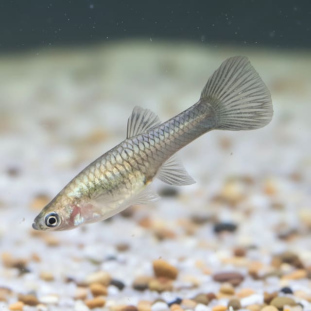 Poecilia wingei black bar lime rose natural aquarium image