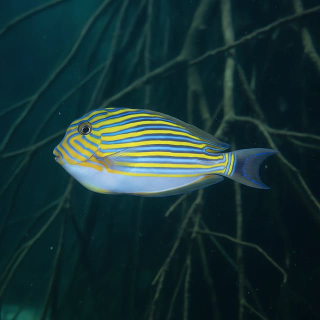 Lined Surgeonfish salt water fish