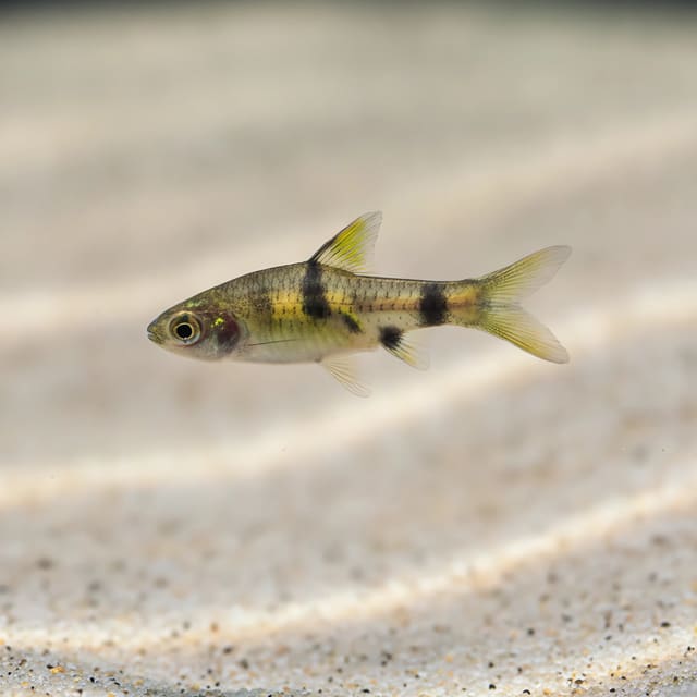Lipstick Barb (Pethia erythromycter) supporting AI aquarium visual