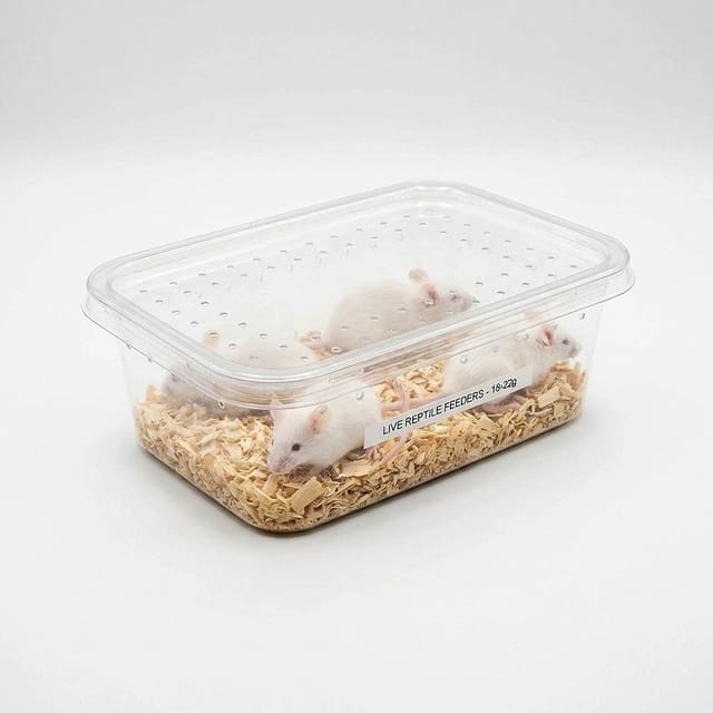 Illustrative image of several white feeder mice in a ventilated tub; listing quantity is one live mouse