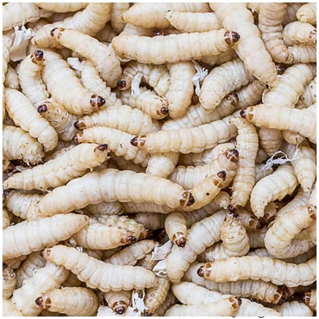 Close-up reference image of live waxworm larvae (Galleria mellonella); 18g tub not shown