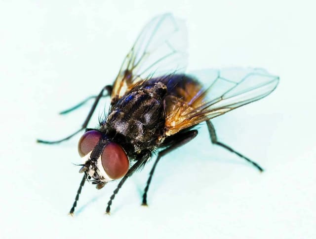 Flightless houseflies (Musca domestica) – live feeder insects for chameleons, dart frogs, and mantids