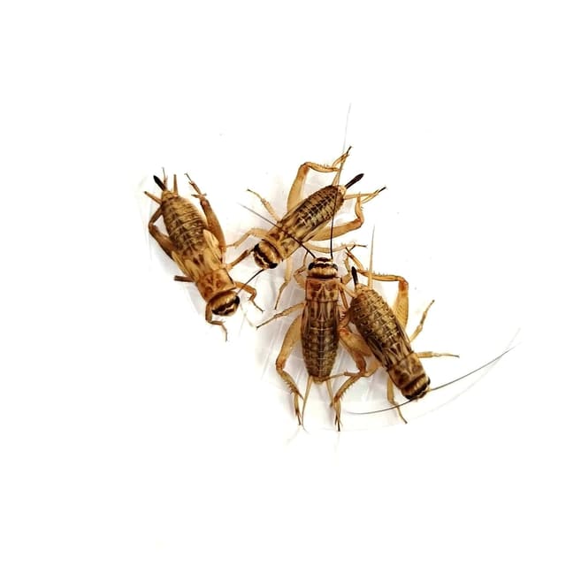 Live house crickets large (Acheta domestica) 250pcs – staple feeder insects for reptiles