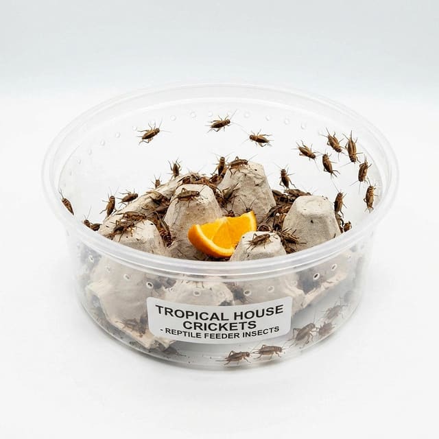 Small tropical house crickets (Gryllodes sigillatus) in a ventilated live-food tub with cardboard and an orange wedge