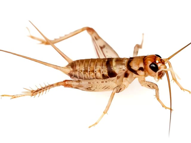 Gryllodes sigillatus tropical house cricket packet