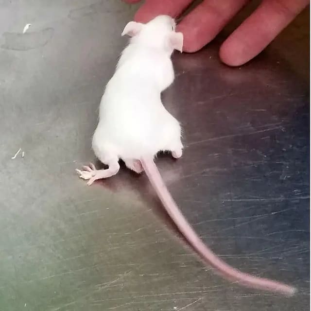Live feeder rat reptile food size option image