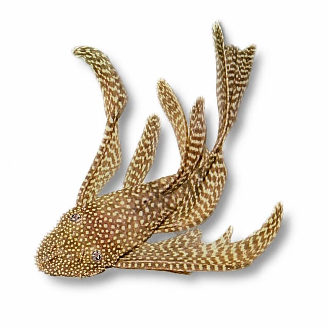 Longfin Bristlenose Pleco (Ancistrus sp. long fin)