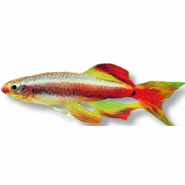 5 × Longfin White Cloud Mountain Minnows (Tanichthys albonubes)