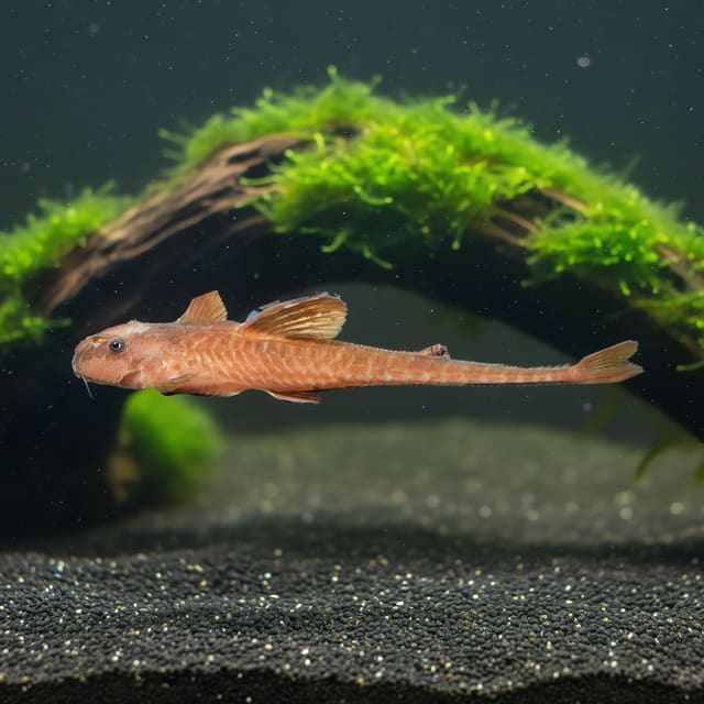 Loricaria sp. Schocko whiptail catfish on sand and driftwood