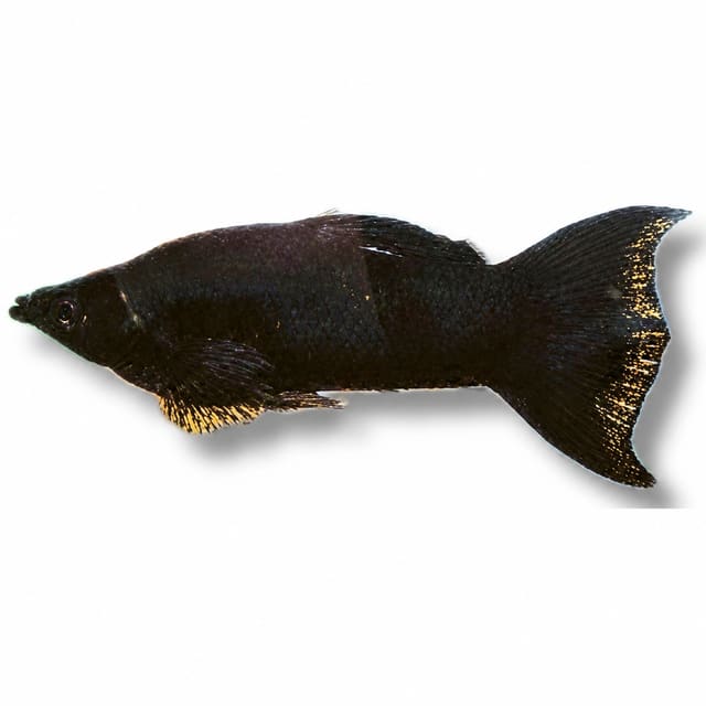 Lyra Molly Black (Poecilia sphenops lyra molly)