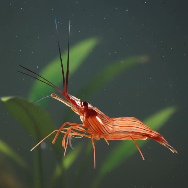 Lysmata wurdemanni (Lysmata wurdemanni) in a planted aquarium — representative image