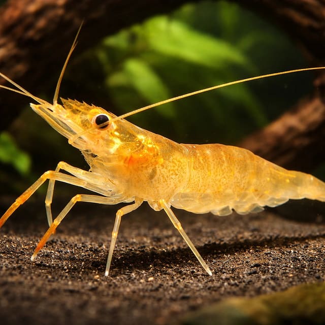 Macrobrachium glass shrimp — Fresh Water Fish