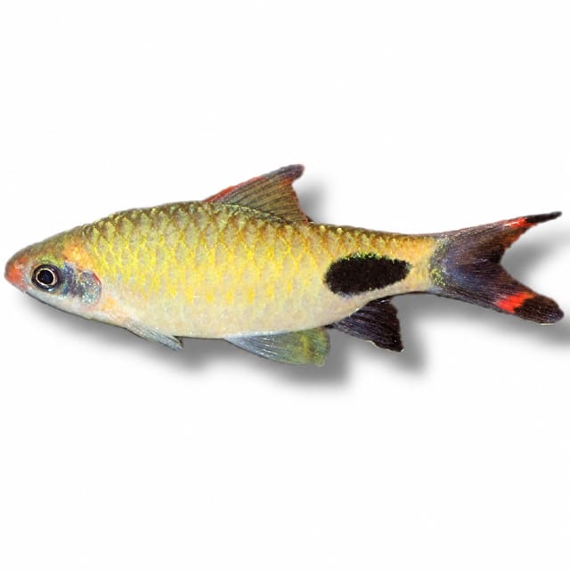 Mahecola Barb (Barbus mahecola trade name)