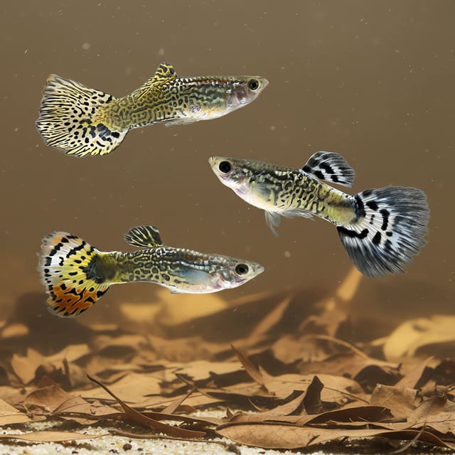 Male Cobra Mix Guppy (Poecilia reticulata male cobra mix)