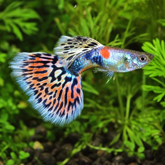 Poecilia ret. male supercolor mix natural aquarium image