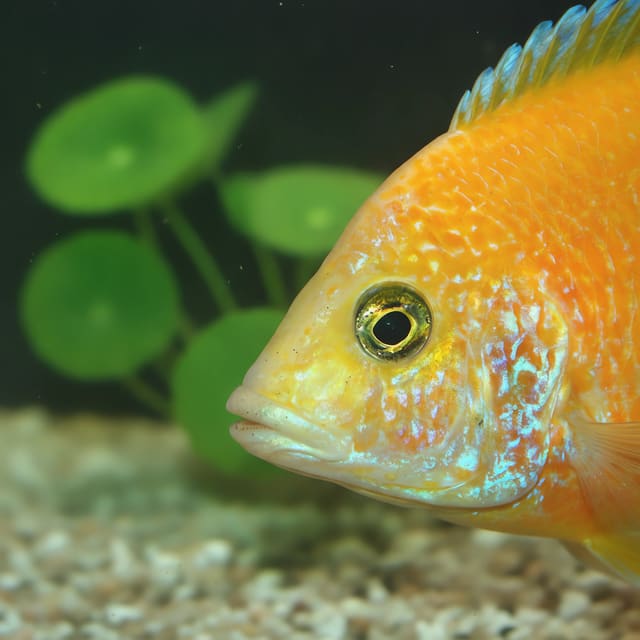 Representative juvenile Maleri Gold Peacock Cichlid in a rocky aquarium; image