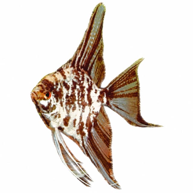 Marble Angelfish (Pterophyllum scalare)
