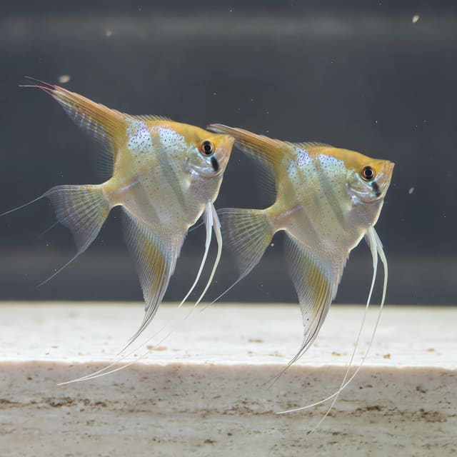 Marble Angelfish (Pterophyllum scalare) beside aquarium driftwood