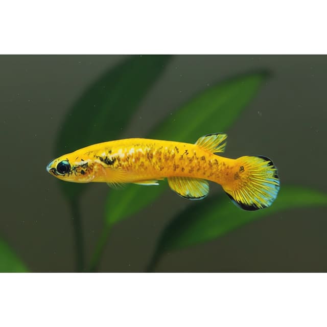 Marbled Rivulus Kryptolebias marmoratus source photo