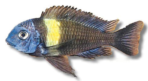 Maswa Duboisi (Tropheus duboisi) in side view, with a blue head, a broad yellow band behind the head and a dark body