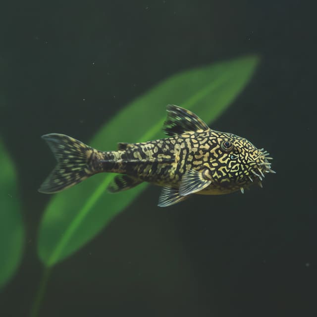 Mato Grosso Bristlenose Pleco LDA 08 source and aquarium reference images