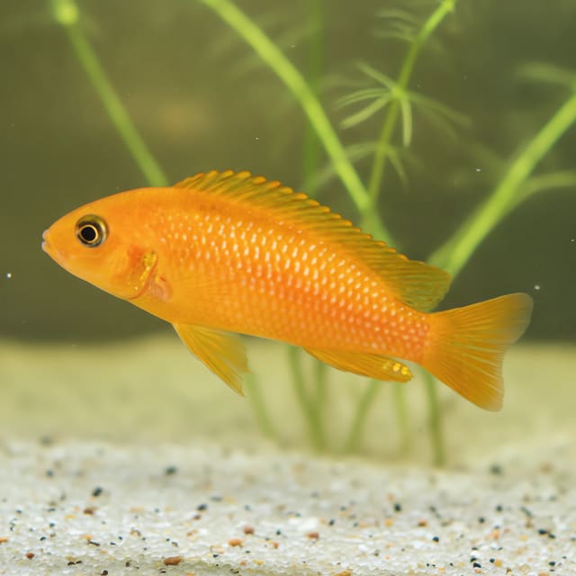 Melanochromis johanni red in a planted aquarium — representative image