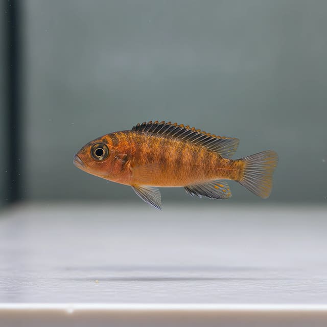 Melanochromis 'Red' Melanochromis interruptus juvenile 3-4 cm Malawi mbuna cichlid
