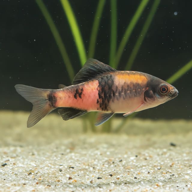 Melon Barb (Haludaria pradhani)