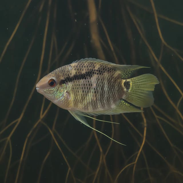 Mesonauta insignis flag cichlid 4-5 cm juvenile live freshwater fish