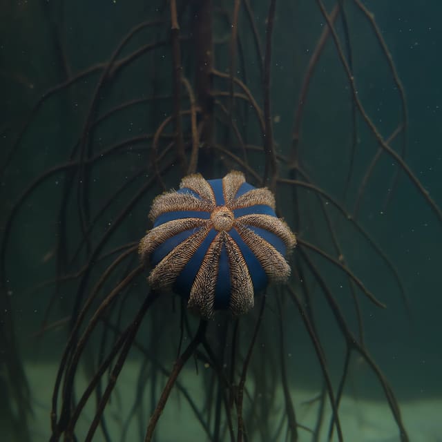 Red Tuxedo Sea Urchin Mespilia globulus in a marine reef aquarium