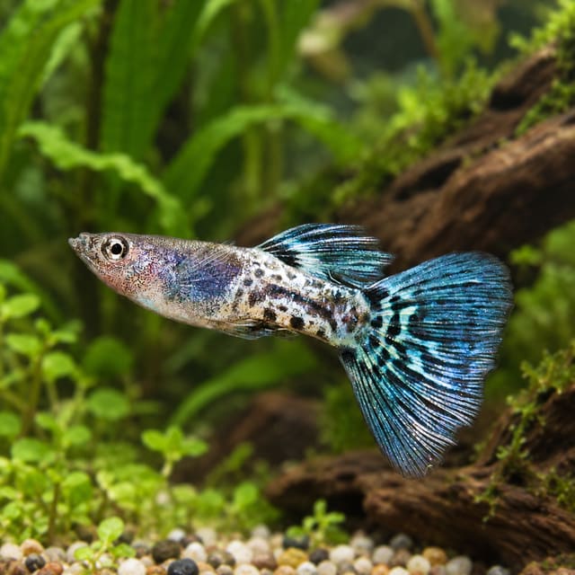 Male Metal Blue Lace guppy with a lace-spotted metallic blue body and blue lace tail in a planted aquarium
