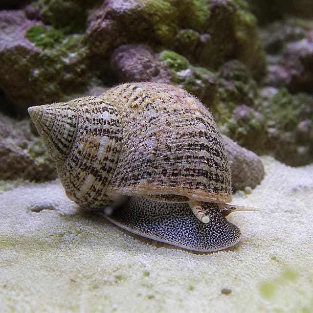 Mexican Turbo Snail Turbo fluctuosa marine algae-grazing snail for reef aquariums