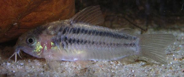 Mini Cory / Light-Spot Catfish (Gastrodermus nanus) exact source and aquarium views