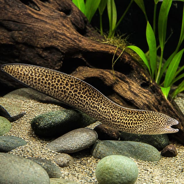 Freshwater Moray - Aquarium supplies from Tropical Fish Co