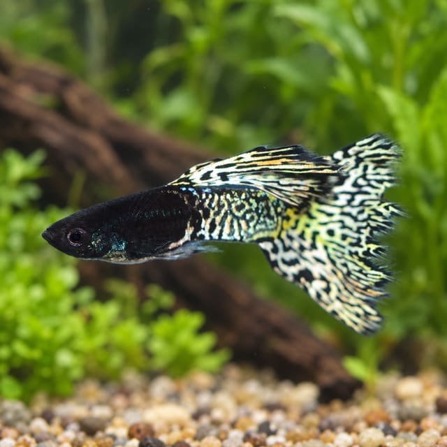 Male Moscow Filigran guppy with a dark Moscow front and a cream-and-black filigree lace pattern on the rear body and tail, in