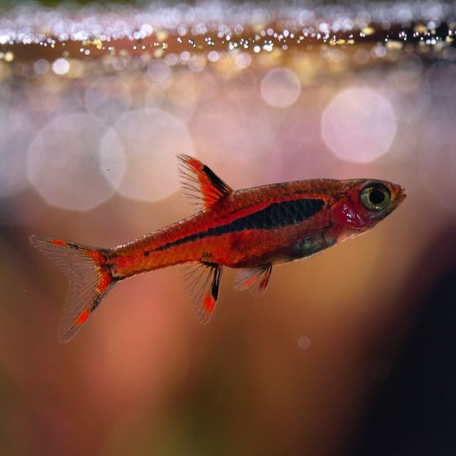 Mosquito Rasbora (Boraras brigittae)