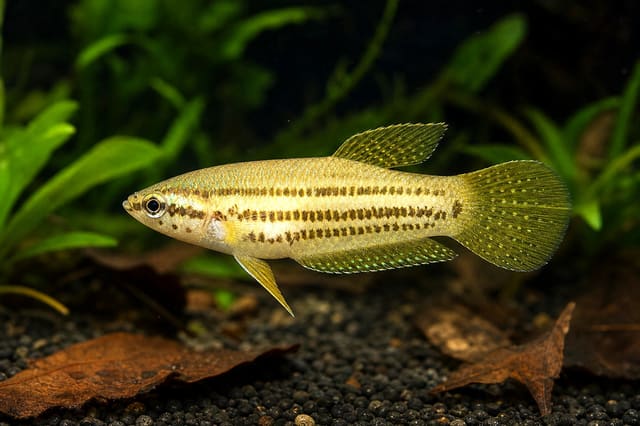 Javan Mouthbrooding Betta (Betta picta) side profile in shaded planted aquarium