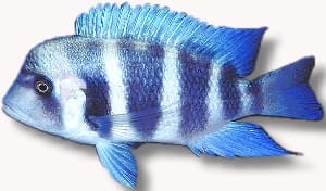 Mpimbwe Blue Frontosa (Cyphotilapia gibberosa) in side view, bright blue with dark blue bars and blue fins
