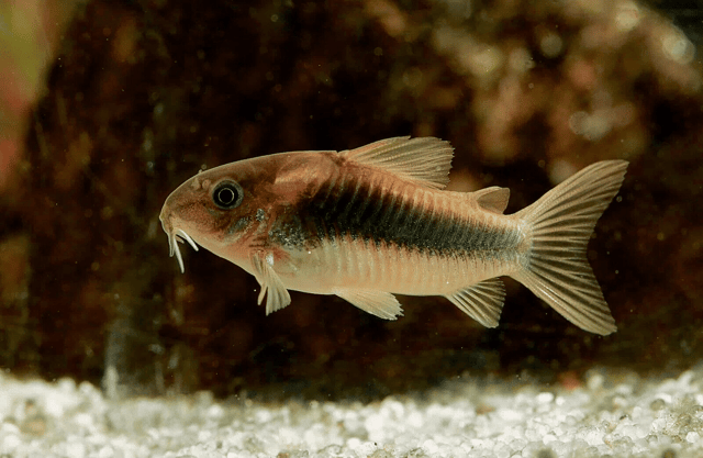Bronze Cory (Corydoras aeneus)