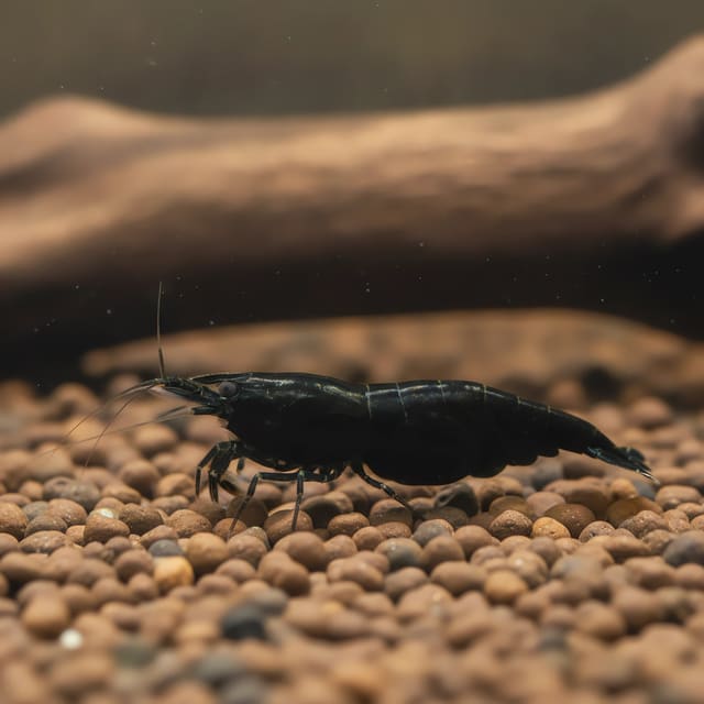 Neocaridina black star shrimp natural aquarium image