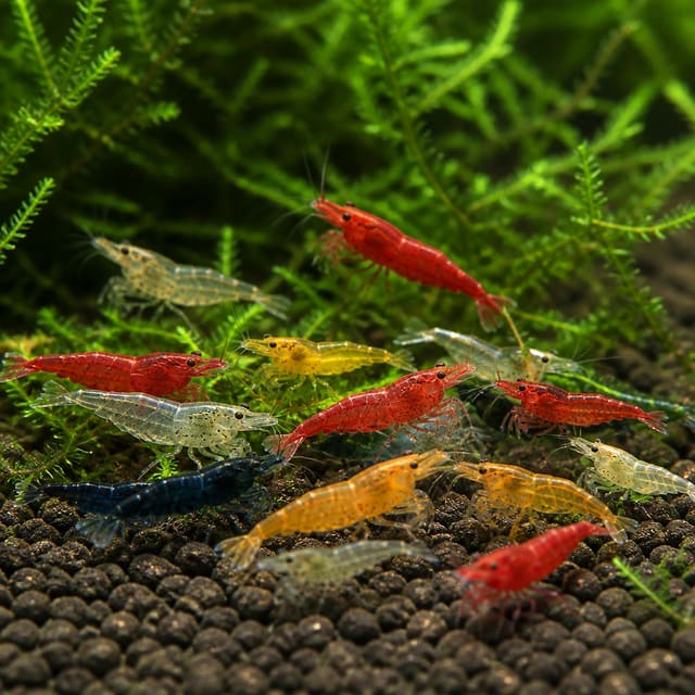 Neocaridina davidi mix natural aquarium image