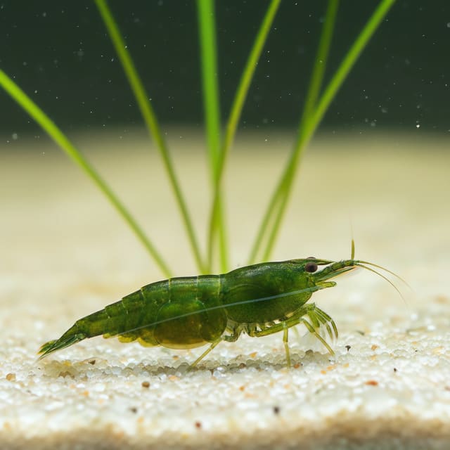 Neocaridina davidi orange green natural aquarium image