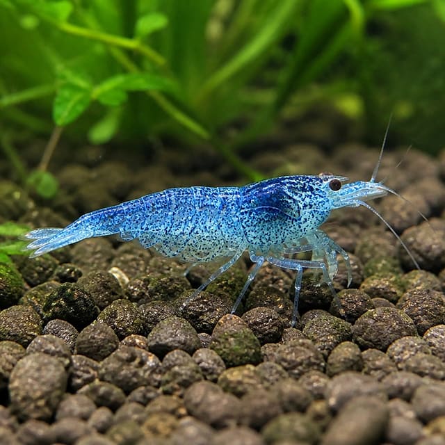 Neocaridina heteropoda blue diamond natural aquarium image
