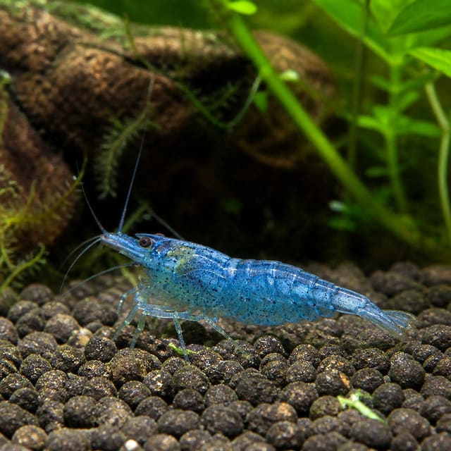 Neocaridina heteropoda Blue Jelly natural aquarium image
