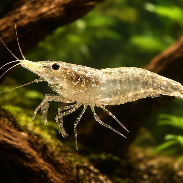 Neocaridina palmata green — representative image